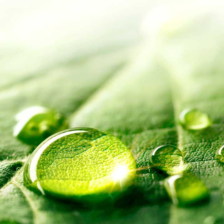 Fountain of Youth